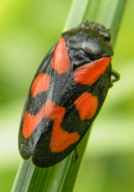 Cercopis vulnerata