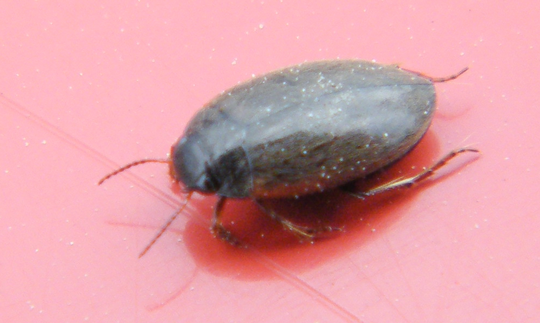 Dytiscidae - csíkbogárfélék