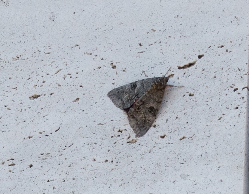 Catocala nupta - piros övesbagoly
