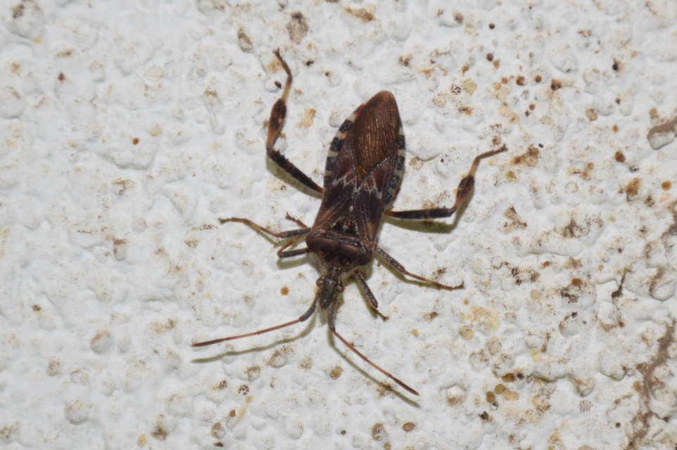 Leptoglossus occidentalis - nyugati levéllábú poloska