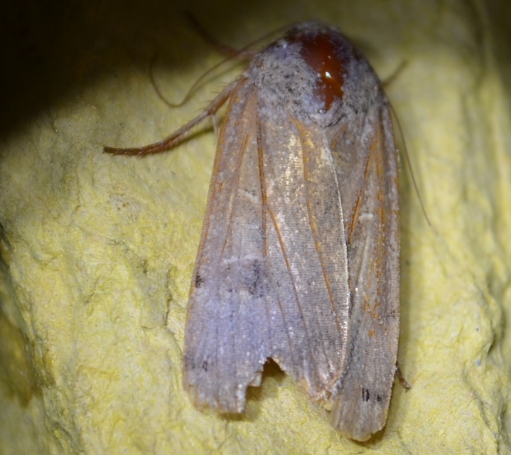 Noctua pronuba - nagy sárgafűbagoly
