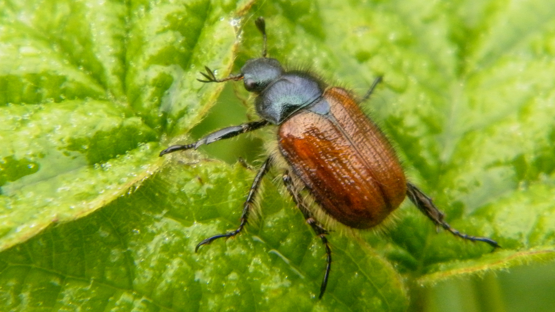 Phyllopertha horticola - kerti szipoly