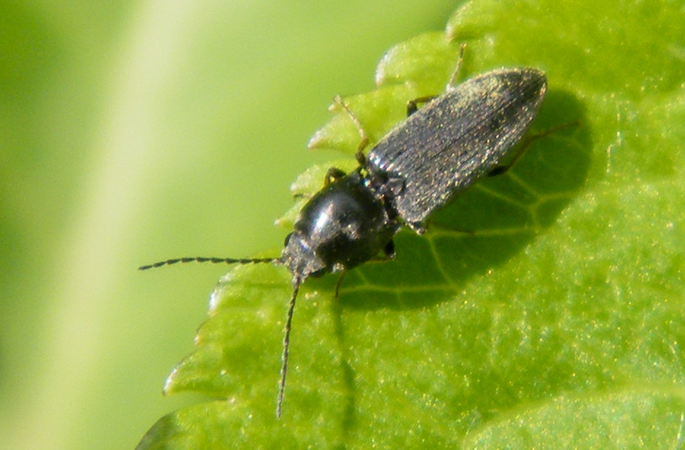 Dicronychus rubripes - kis szívespattanó