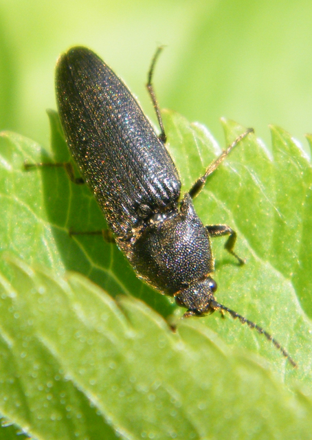 Melanotus punctolineatus - sávos gyászpattanó