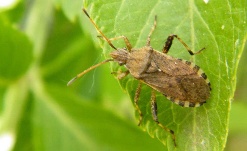 Ceraleptus gracilicornis - tüskéslábú karimáspoloska