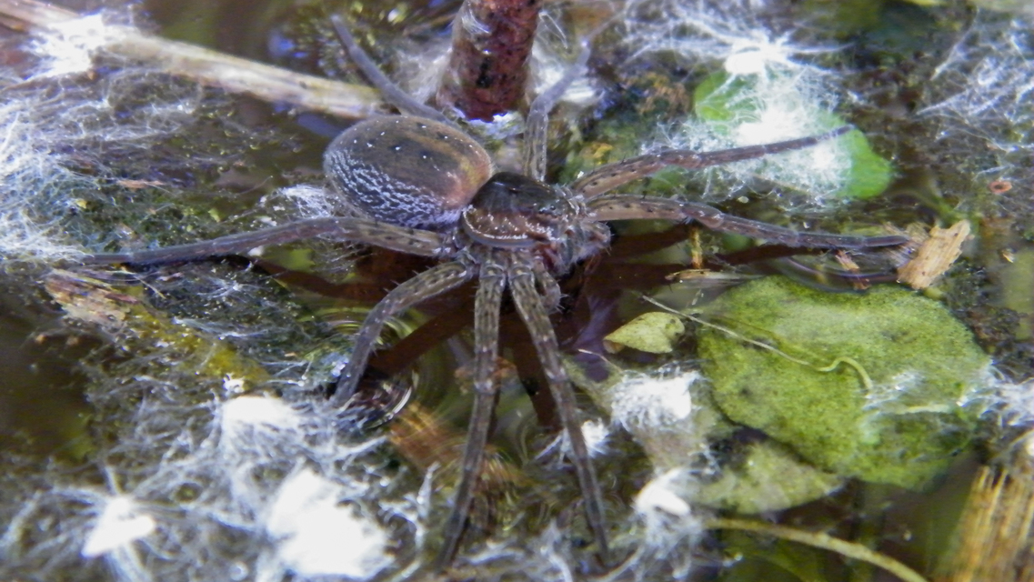 Dolomedes plantarius/fimbriatus