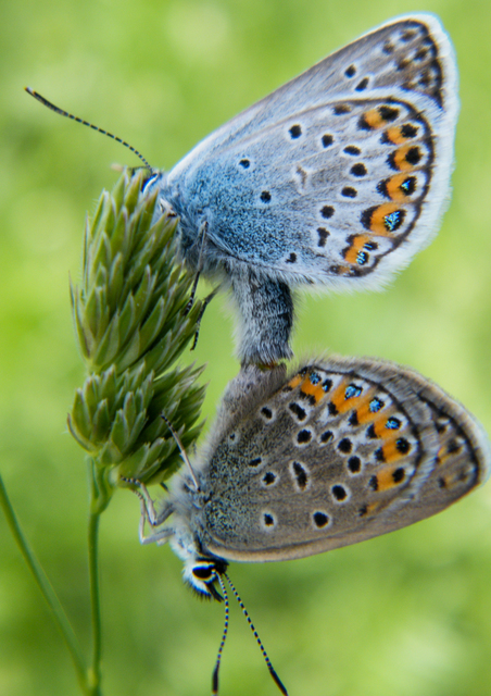 Plebejus argus - ezüstös boglárka