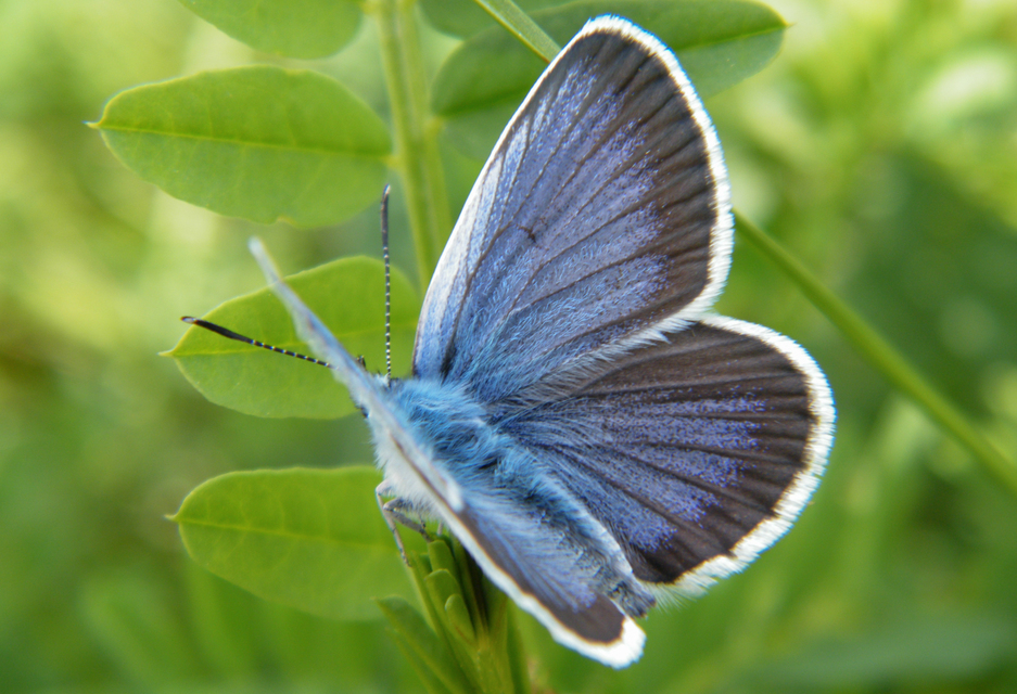 Plebejus argus - ezüstös boglárka