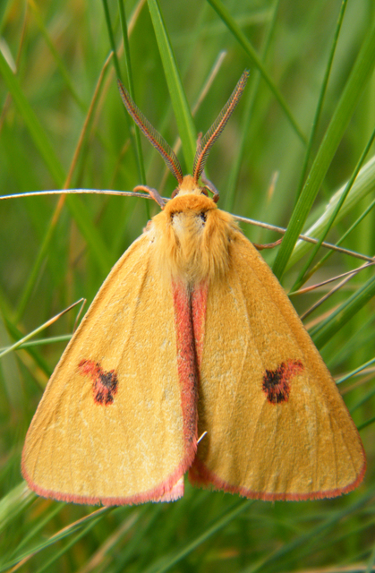Diacrisia sannio - vörösszélű medvelepke