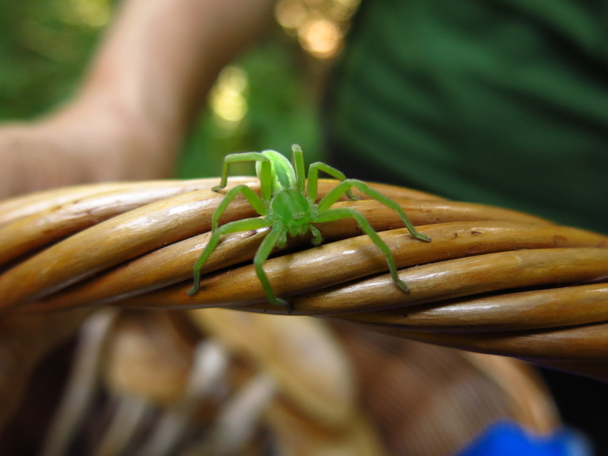 Micrommata virescens - hunyópók