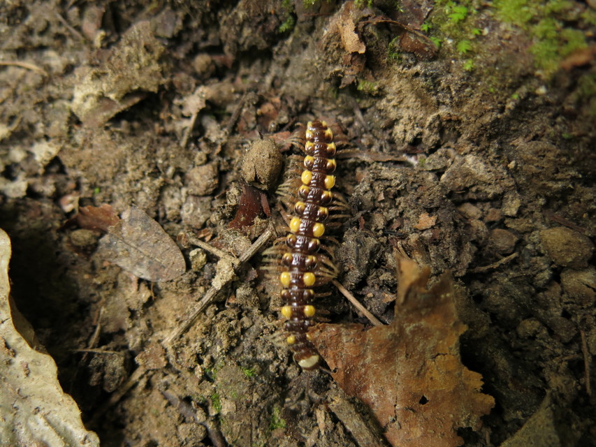 Polydesmus collaris - sárganyakú ikerszelvényes