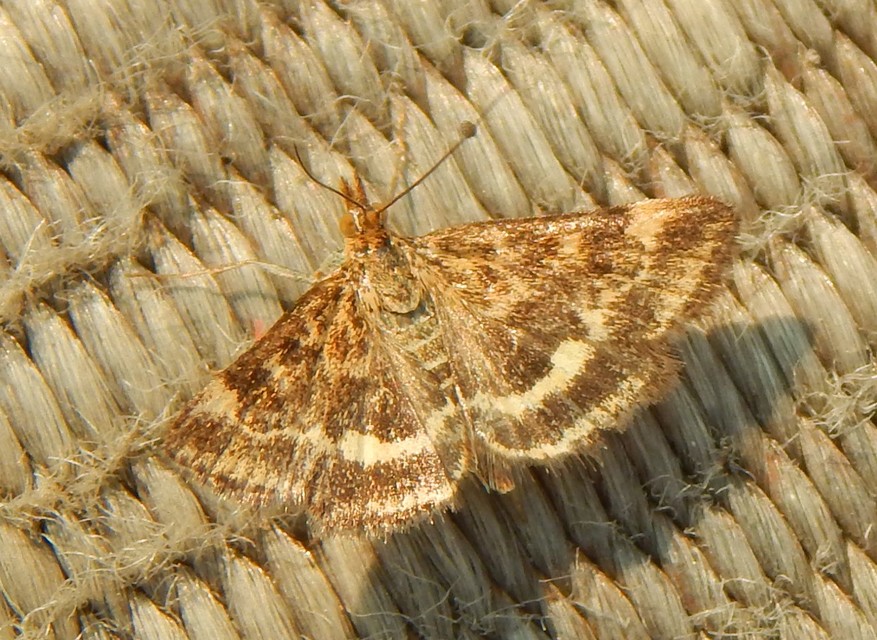 Pyrausta despicata - réti bíbormoly