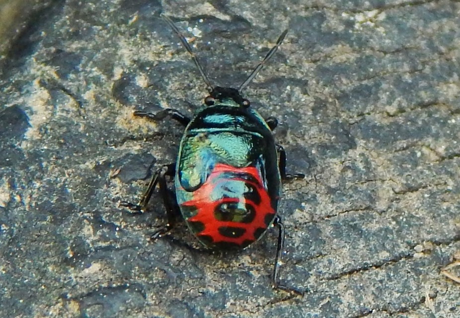 Zicrona caerulea - acélkék poloska Zicrona caerulea - acélkék poloska