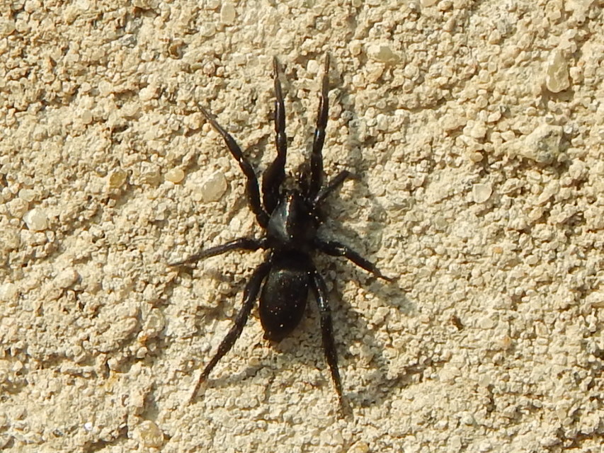 Gnaphosidae - kövipókok