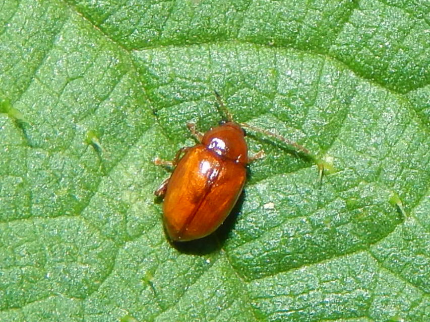 Neocrepidodera ferruginea - közönséges pázsitfű-földibolha