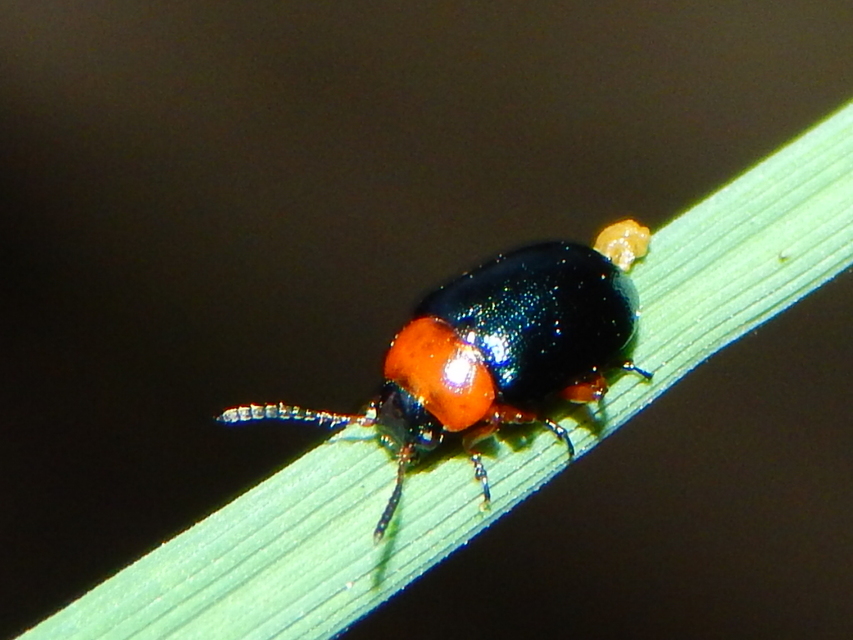 Gastrophysa polygoni - paraj-levélbogár Gastrophysa polygoni - paraj-levélbogár