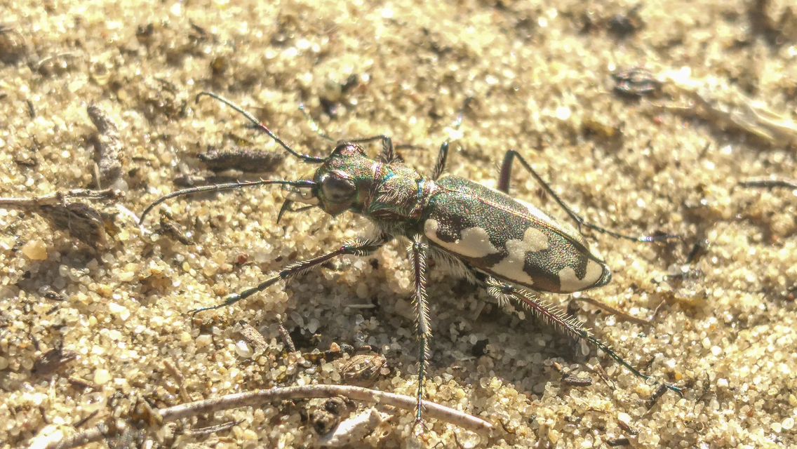 Cicindela hybrida - öves homokfutrinka