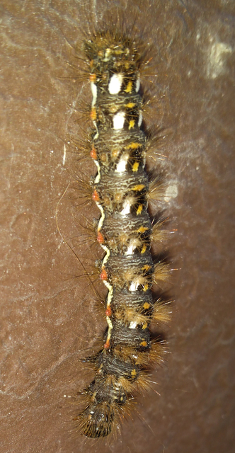 Acronicta rumicis - sóska-szigonyosbagoly