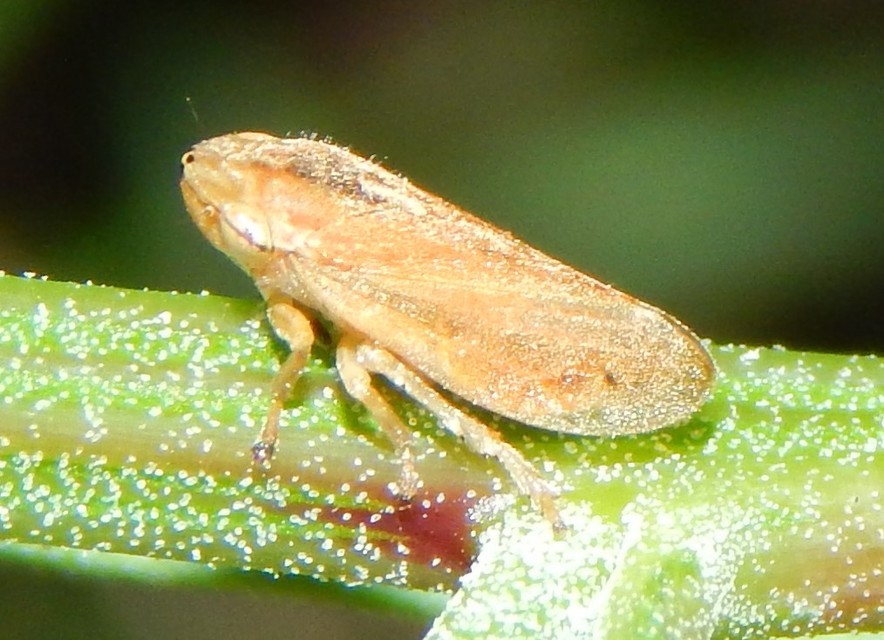 Aphrophoridae