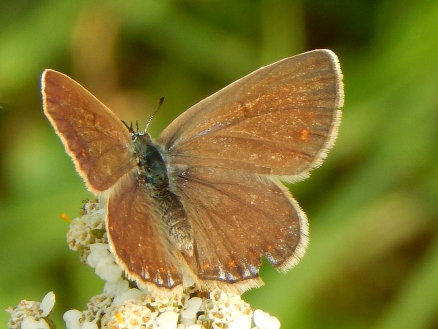 Plebejus argyrognomon - tintakék boglárka