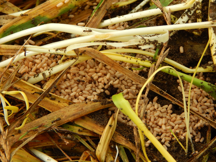 Lasius