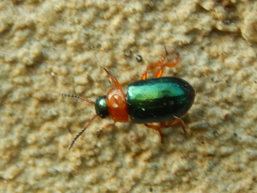 Gastrophysa polygoni - paraj-levélbogár Gastrophysa polygoni - paraj-levélbogár