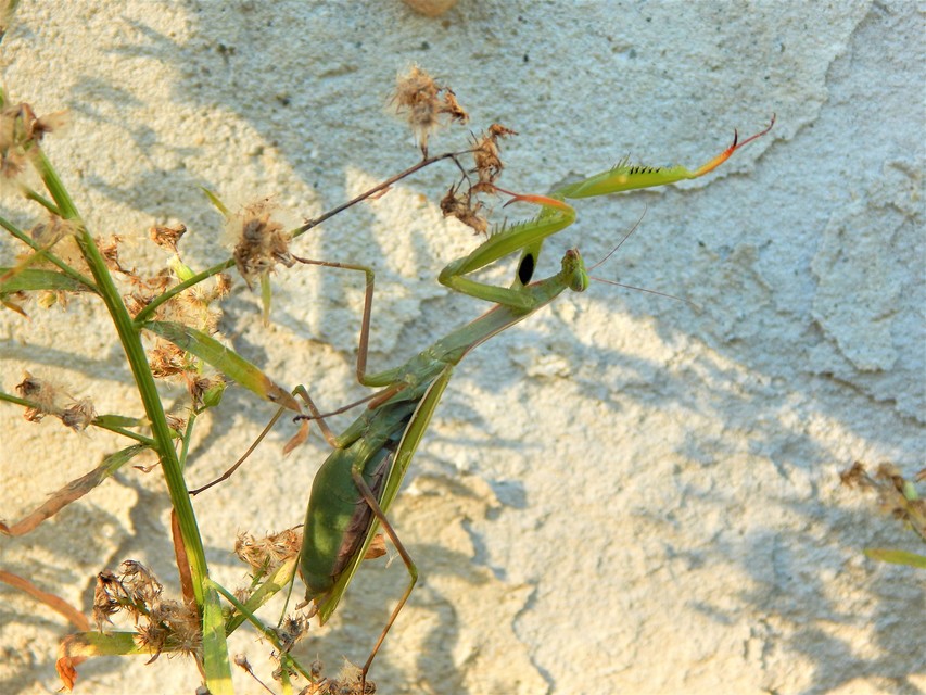 Mantis religiosa - imádkozósáska