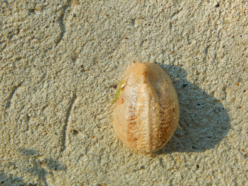 Mantis religiosa - imádkozósáska