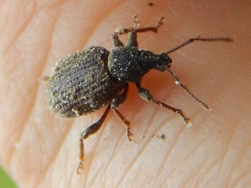 Otiorhynchus rugosostriatus - szamóca-gyalogormányos