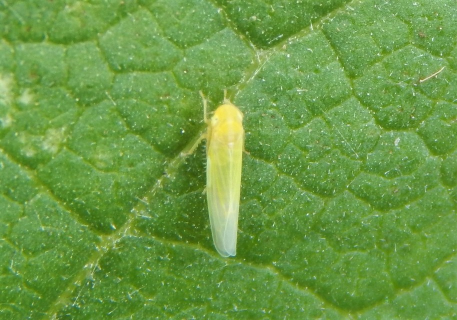 Typhlocybinae