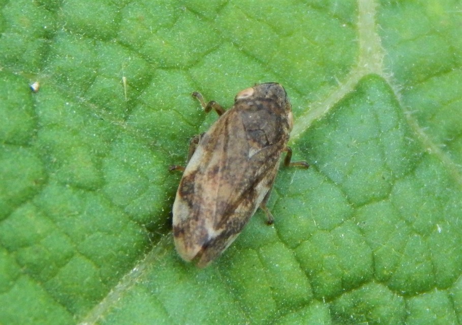 Aphrophora alni