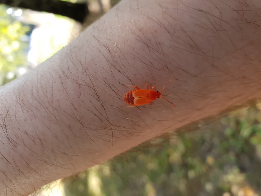 Pyrrhocoris apterus - verőköltő poloska