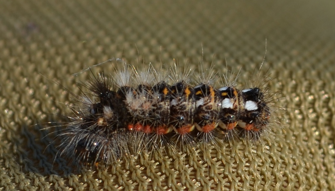 Acronicta rumicis - sóska-szigonyosbagoly