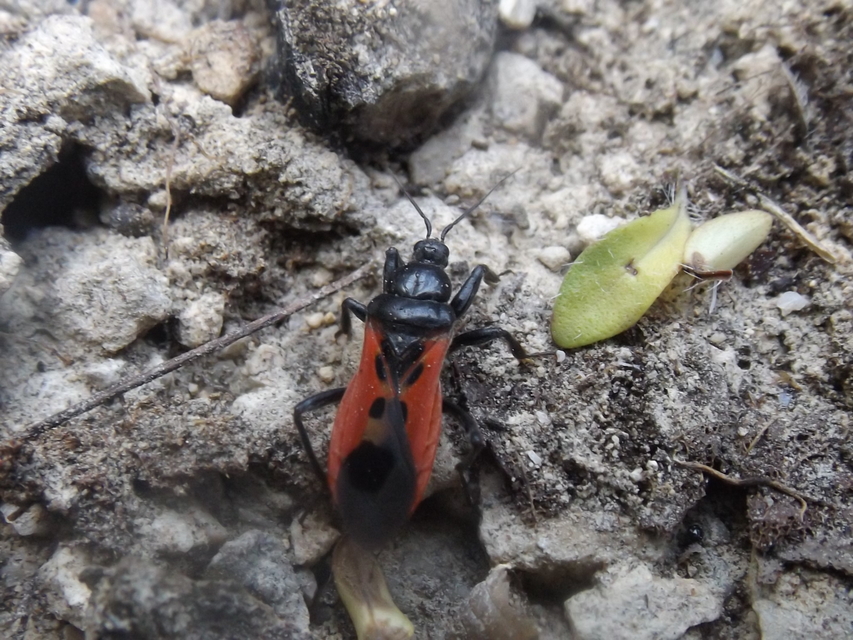 Peirates hybridus - foltos rablópoloska