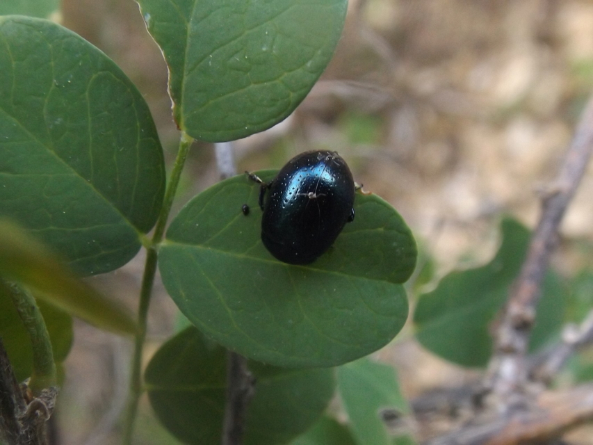 Chrysolina