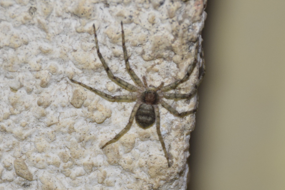 Philodromus margaritatus - bükkfa-fürgekarolópók