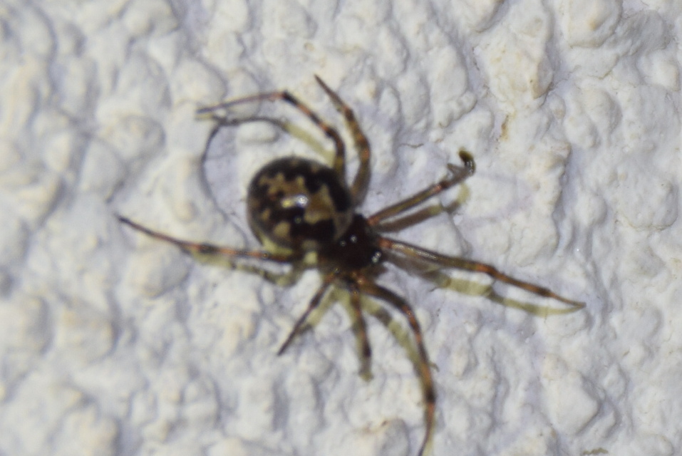 Steatoda triangulosa - háromszöges faggyúpók