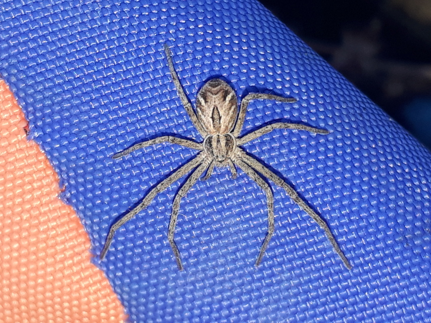 Rhysodromus histrio