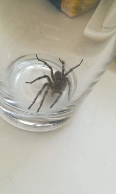 Lycosa singoriensis - szongáriai cselőpók
