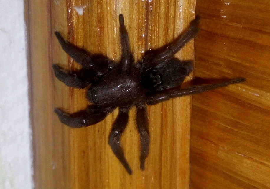 Scotophaeus