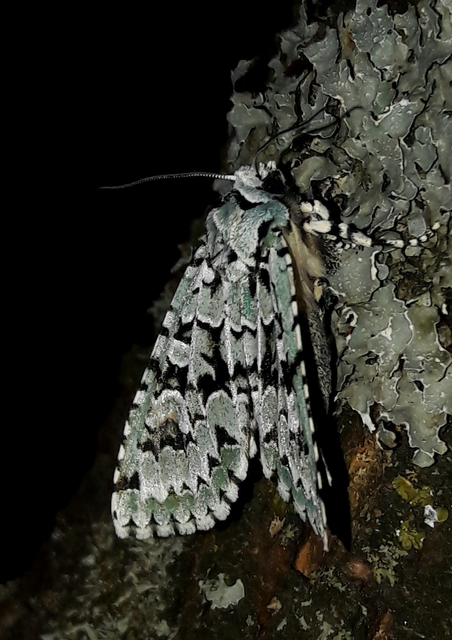 Griposia aprilina - őszi zöldbagoly