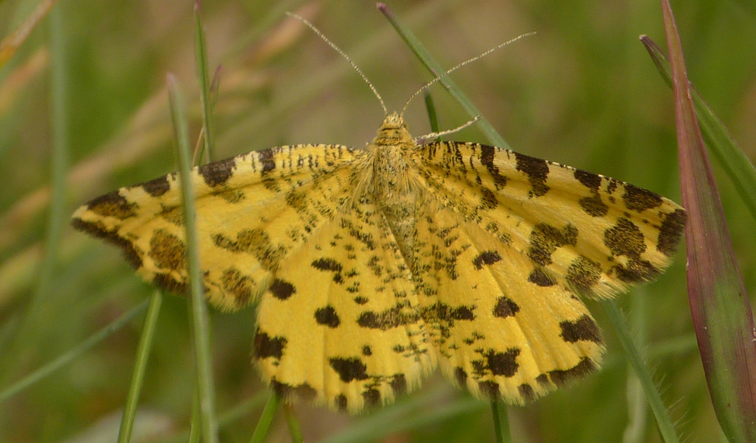 Pseudopanthera macularia - párducfoltos araszoló