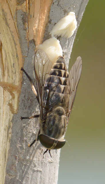 Tabanus