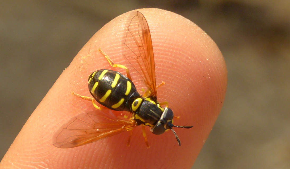 Chrysotoxum