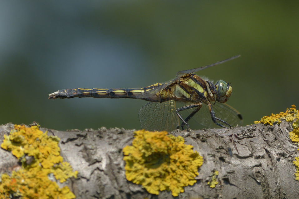 Orthetrum albistylum - fehérfarkú pásztorszitakötő