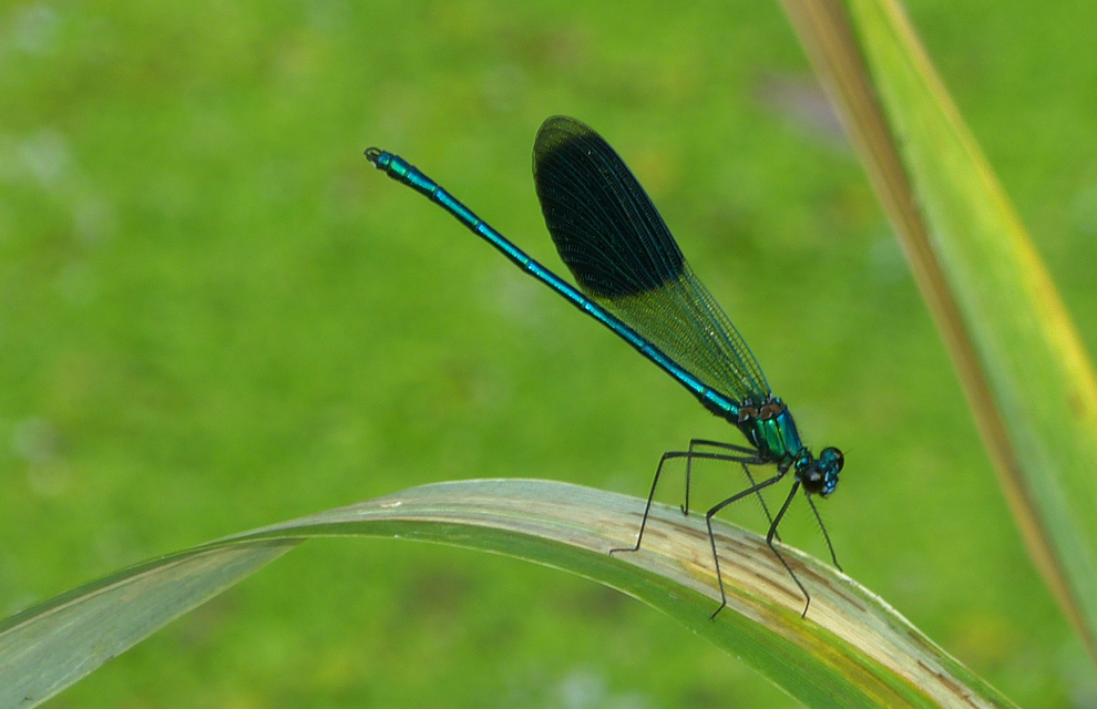 Calopteryx splendens - sávos szitakötő