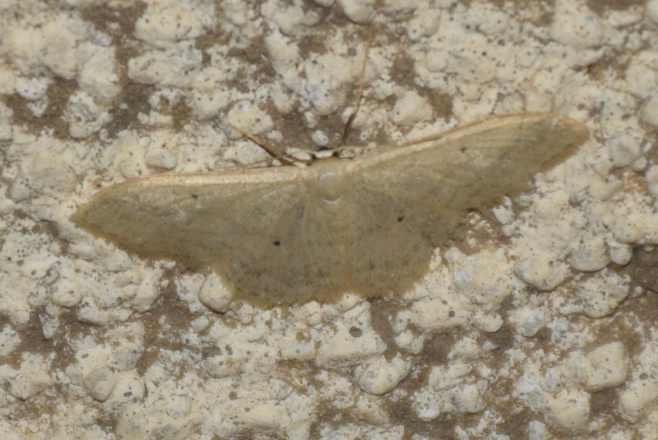 Idaea straminata - szalmasárga sávosaraszoló