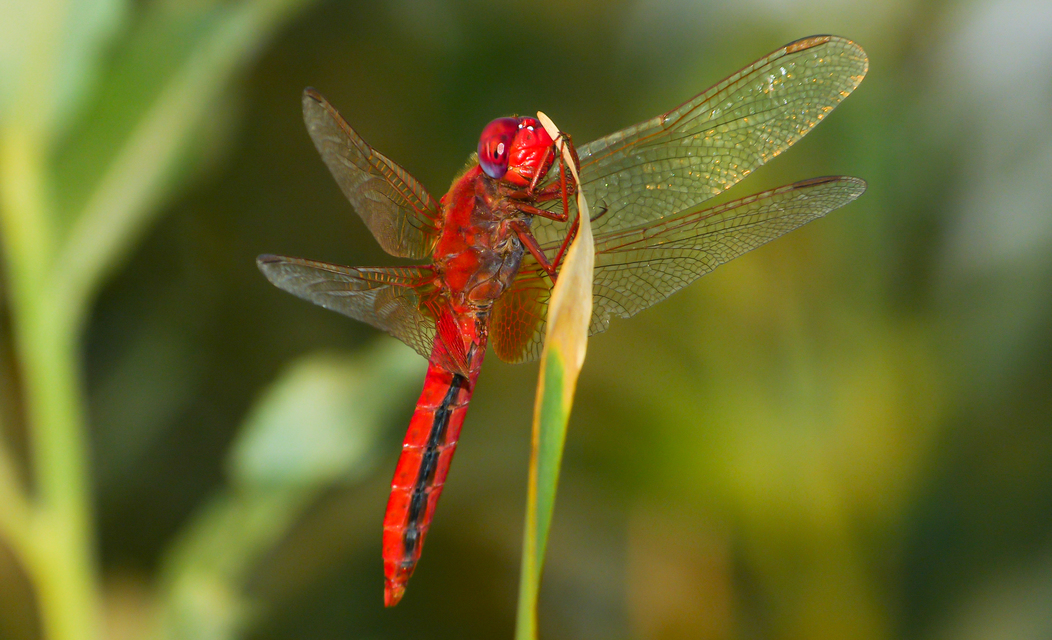 Crocothemis erythraea - skarlát szitakötő