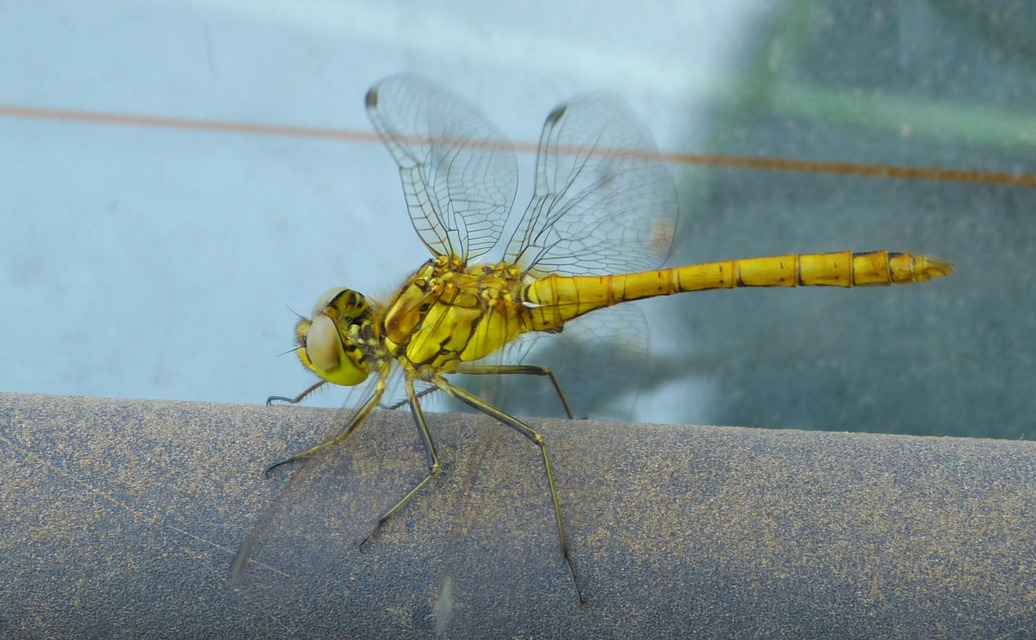 Sympetrum vulgatum - barkós katona-szitakötő