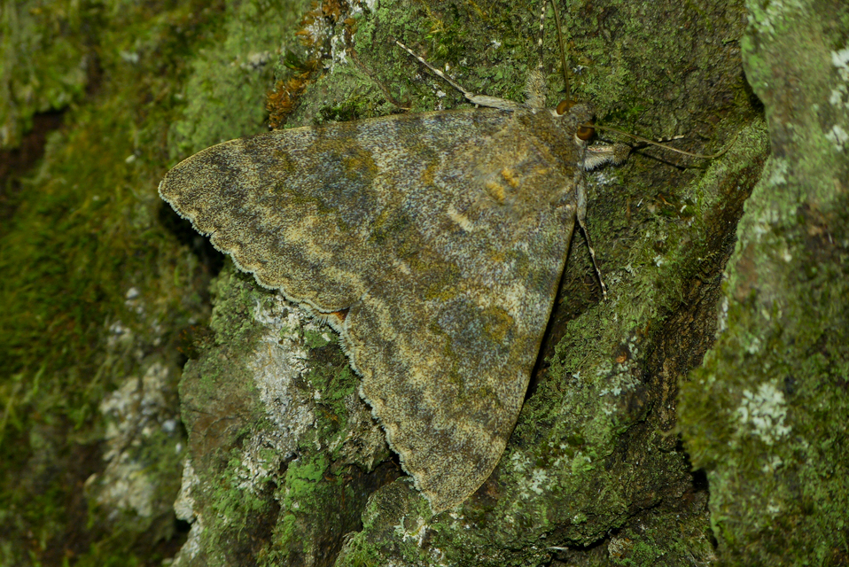 Catocala elocata - közönséges övesbagoly